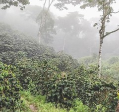 Nicaragua La Fortuna – Specialty Grade Organic Co – Single Origin – Medium Roast