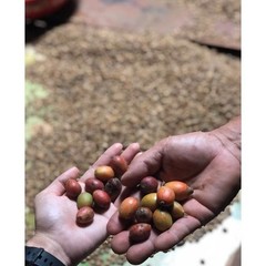 100% Rare Malaysia Liberica Coffee Beans – Unroasted – Single Origin 1kg