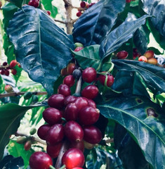 Kenya Koffie – Specialty Grade Organic Coffee – Single Origin