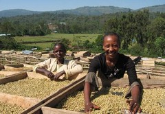 ETHIOPIAN YIRGACHEFFE COFFEE BEANS MEDIUM ROASTED 5 POUNDS