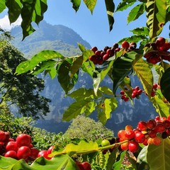 – Roasted Coffee Beans (Blue Sky Espresso, 12 ounce)