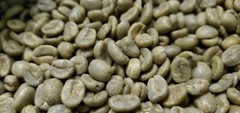 5 LB COSTA RICA, COSTA RICAN, UNROASTED GREEN COFFEE BEANS FIVE POUND – ARABICA