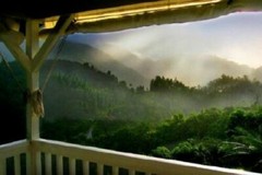 100% Jamaican Blue Mountain Coffee Beans Dark Roasted Daily 2 to 10 Pounds