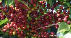 2, 5, 10 LB NICARAGUA FRESH ROASTED COFFEE WHOLE BEAN, GROUND – ARABICA
