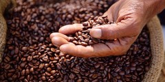 Coffee Beans/ Mexican La Laja Honey Tlaltetela Veracruz / 10 Lb ROASTED