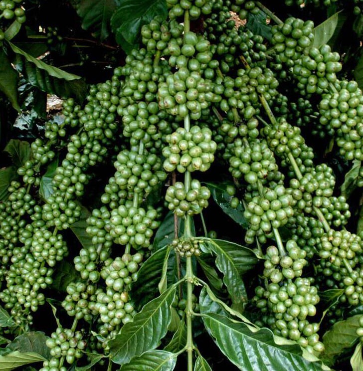 Vietnamese Dwarf Green Coffee Seeds – 1000 Coffee Robusta Truong Son TS5 Seeds