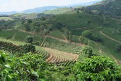 LEGENDER BRAZIL BRASIL FRESH ROASTED SPECIALTY COFFEE BEANS – ARABICA FULL BEAN
