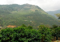 COSTA RICAN COFFEE BEANS DOTA TARRAZU MEDIUM ROASTED 5 BAGS 1 POUND EACH