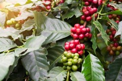 8oz/5lb – Papua New Guinea – Asia Pacific – Fresh Roasted To Order Coffee