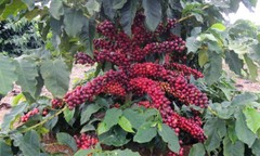100% HAWAIIAN – KONA COFFEE BEANS MEDIUM ROASTED 3 POUNDS IN 1 POUND BAGS