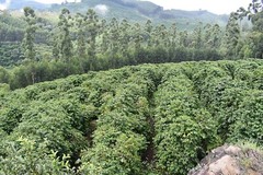 10 lbs BRAZIL SUL MINAS NATURAL PROCESS (AAA) GREEN COFFEE BEANS FREE SHIPPING
