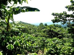 GUATEMALAN ANTIGUA COFFEE BEANS PEABERRY MEDIUM ROASTED 5 POUNDS IN 1 POUND BAGS