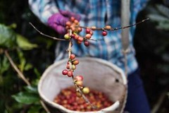 Mt. Foraker Coffee Single Origin (Medium-Light Roast)
