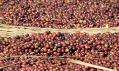 100% Kona Hawaiian Coffee Beans Prime Unroasted Green Coffee Beans – 5 Pounds
