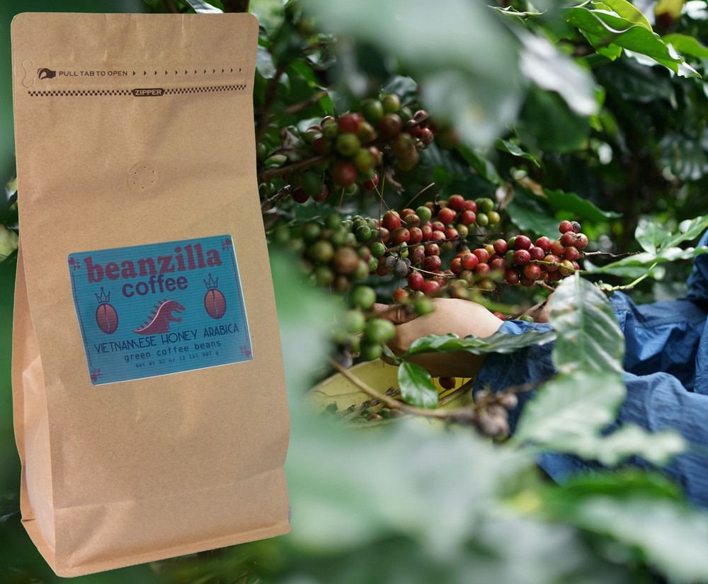 2lb Beanzilla Vietnamese Honey Processed Arabica – Green Coffee Beans