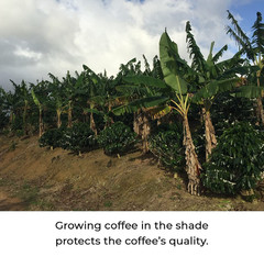 Kilo Coffee 1kg Adaptogenic Mushroom Blend – Lions Mane, Chaga & More