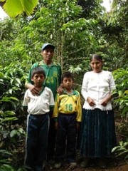 66 lbs BOLIVIA FAIR TRADE ORGANIC (FTO) AA GREEN COFFEE BEANS $79 SHIPPING