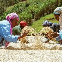 RWANDA COFFEE BEANS MEDIUM ROASTED 5 POUNDS IN 1 POUND BAGS
