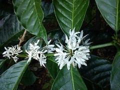 Lavanta Coffee “JET FUEL” Signature Blend Green or Roasted Coffee