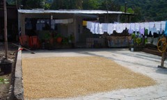 KENYA AA KAHINDU COFFEE BEANS MEDIUM ROASTED 2 POUNDS