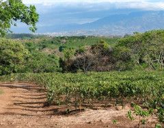 Costa Rica Cafetico – Single Origin – Caturra-Catuai varietal – Medium Roast