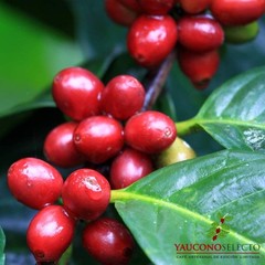 Yaucono Selecto Whole Bean Coffee 32 Oz Pack of 3 Medium Dark Roast 100% Arabica