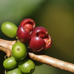 Guatemalan Harmony – (Medium Roast) 312g, 11oz Bag