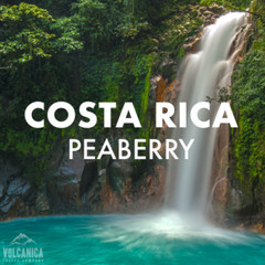 COSTA RICAN TARRAZU PEABERRY COFFEE BEANS DARK ROASTED 5 POUNDS – 1 POUND BAGS