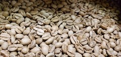 5 LB INDIA MONSOON MALABAR MONSOONED UNROASTED GREEN COFFEE BEANS – ARABICA