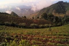 8oz/5lb – Guatemala Huehuetenango – Central America – Roasted To Order Coffee