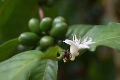 10 lbs BRAZIL SUL MINAS NATURAL PROCESS (AAA) GREEN COFFEE BEANS FREE SHIPPING