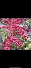 Colombian coffee bean. 100% artisanal organic, medium roast, 2packs/1lb