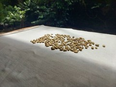 6 lb, le Cafe de Bondowoso – Arabica Coffee