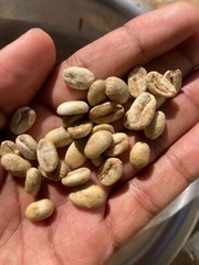 Organic Green Coffee Beans from Ceylon Dried Coffee Unroasted 100g Free Shipping