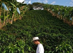 COSTA RICAN TARRAZU PEABERRY COFFEE BEANS DARK ROASTED 5 POUNDS – 1 POUND BAGS
