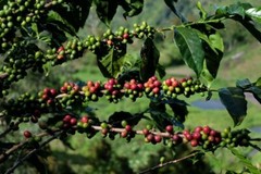 8oz/5lb – Sulawesi Toraja – Indonesia – Premium Fresh Roasted To Order Coffee
