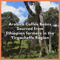 Ethiopia Yirgacheffe Single Origin Whole Bean Coffee Medium Roast Bag 12 oz