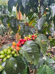 Tierra Granados Colombian Specialty Coffee Dark Roast Ground 250g, 8.8oz bag