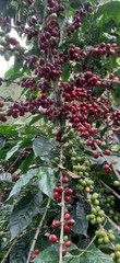 Colombian coffee bean. 100% artisanal organic, medium roast, 2packs/1lb