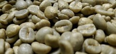 5 LB COSTA RICA, COSTA RICAN, UNROASTED GREEN COFFEE BEANS FIVE POUND – ARABICA