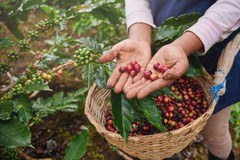 Torrat Geisha Coffee Beans 12oz SCA 88 Colombian Specialty Whole Bean Coffee