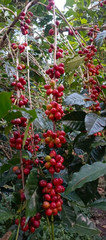 Daily Sips Rare Treasury Ethiopian Yirgacheffe Coffee Beans (Grade 1) – Single O
