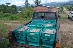 3lbs Bolivia Heirloom Certified-Organic Unroasted Cacao Beans. NEW CROP!