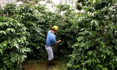 KENYA AA KAHINDU COFFEE BEANS MEDIUM ROASTED 2 POUNDS