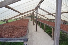 3lbs Bolivia Heirloom Certified-Organic Unroasted Cacao Beans. NEW CROP!