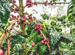 Nicaragua La Fortuna – Specialty Grade Organic Co – Single Origin – Medium Roast