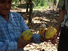 3lbs Bolivia Organic-certfied, Improved Walikeewa Unroasted Cacao Beans NEW CROP