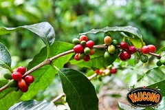 2 Pound Whole Bean Coffee Medium Roast Fresh From Puerto Rico Arabica