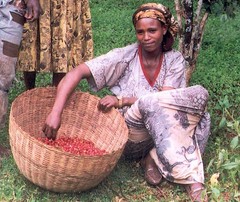 Ethiopia Unroasted Green Coffee Natural Yirgacheffe Small Holder Farms 4LBS