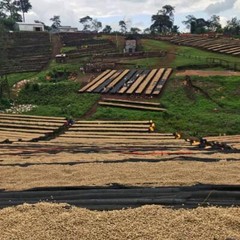 Ethiopia Yirgacheffe Coffee Beans – Fresh Roasted to Order
